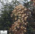 clematis bill mackenzie,chinese clematis,oriental virgins bower,orange peel clematis ,کلماتیس شرقی، 